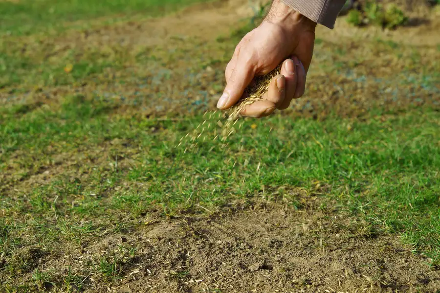How Overseeding Enhances Turf Durability Chesapeake, VA How Overseeding Enhances Turf Durability Chesapeake, VA