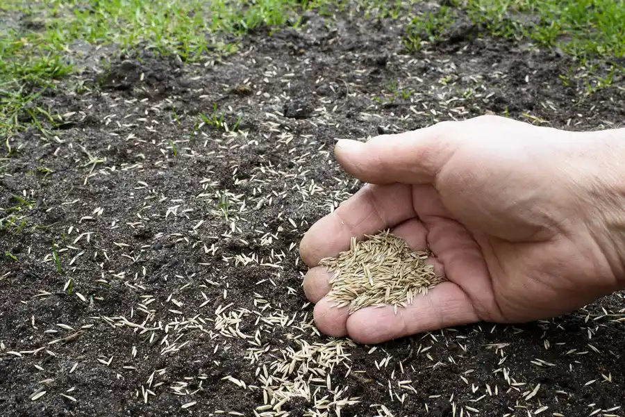 How Overseeding Enhances Turf Durability in Chesapeake, VA How Overseeding Enhances Turf Durability in Chesapeake, VA