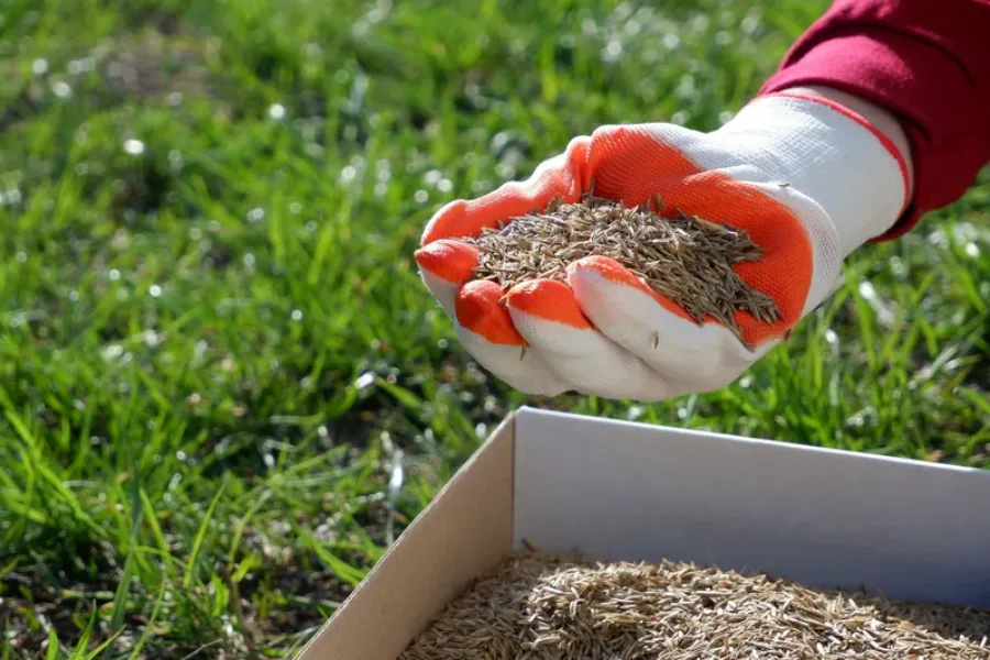 Local Overseeding Chesapeake, VA Local Overseeding Chesapeake, VA